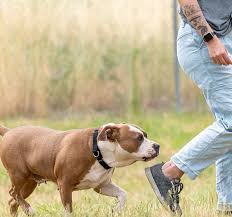 If you are under 18 years old, download. Volunteer Humane Society Of Weld County