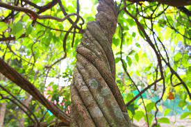 Ayahuasca Iworld Botanicals