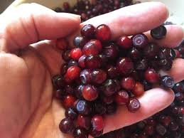 To get things started, we are going to go over identification. Sweet Purple Gold Huckleberries Are Idaho Forest Treasure Special Sections Idahocountyfreepress Com