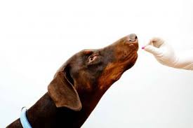 Benadryl Is Great For Treating Allergies But Can Dogs Take Benadryl Follow These Steps To Administer The Safe Elderly Dog Care Pet Medications Dog Allergies