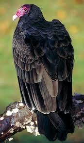Big Birds That Look Like Turkeys We Saw Several Of These Birds Near Bowling Green Kentucky Birds Of Prey Beautiful Birds Vulture