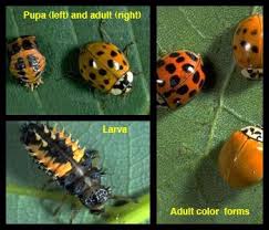 Natural Enemies Gallery Multicolored Asian Lady Beetle Uc Ipm Lady Beetle Monarch Butterfly Garden Insect Species