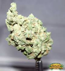 We did not find results for: The White Cannabis 3 142 Marijuana Buds Stock Pictures And Images