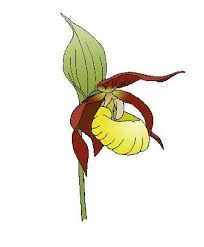 Image result for Holothrix aphylla