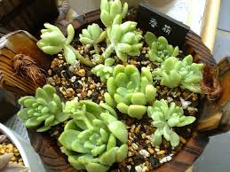 やっぱここがエエねん 食虫植物 Livedoor Blog ブログ