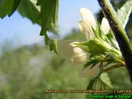 Image result for Malvastrum coromandelianum