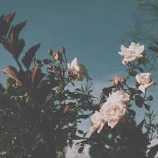 Watch popular content from the following creators: Aesthetic Flowers And Cute Image 6453858 On Favim Com