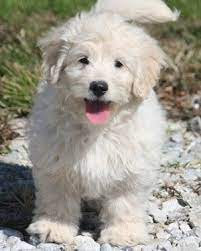 Check spelling or type a new query. Miniature Goldendoodle Sandy Ridge The Miniature Goldendoodle Goldendoodle Puppy Mini Goldendoodle Puppies Puppies