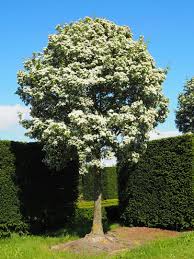 Große bäume und pflanzen für haus, hof, garten und die freie landschaft ! Baumschule Solitarbaume Und Grosse Baume Kaufen