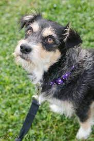 Adopt Laverne On Petfinder Dog Adoption Animal Shelter Pet Adoption