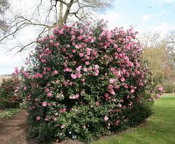 Camellia Williamsii Donation Camellia Woodland Garden Plants Camellia