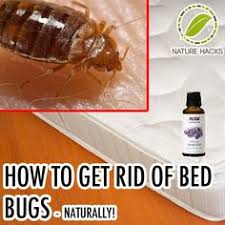 Carpet beetles are destructive pests that can eat away your carpets and fabrics, taking fast action with the right techniques, tools, and elimination procedures will help you get rid of this pest in your home and stop them from coming back. 17 Urban Pests Woolwine Pest Control Ideas Pest Control Pests Insect Pest