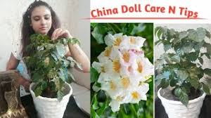 Ming aralia grows slowly but can eventually reach over 6 feet in height with the proper care. Best Of China Doll Plant Free Watch Download Todaypk