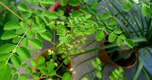 We have all the answers! Apart From Its Many Other Benefits India S Moringa Plant Can Be Used To Treat Chronic Diseases