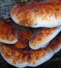 Image result for Ischnoderma resinosum