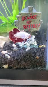 Subscribe dulu like koment dan share #bettafish #bettafishbreeder #bettafishbreeding #youtuberpemula #cupang #cupanghias #cupangnemo. Betta Fish Finally Was Able To Get A Betta Again And Im So Happy With Him Meet Haku The Platinum Dragon Betta Flake Food
