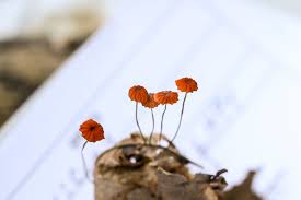 Image result for Marasmius siccus