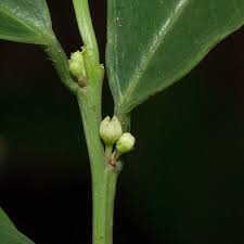 Image result for Heisteria