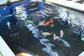 Koi bisa juga dipelihara pada kolam yang tidak luas, asal padat penebarannya tetap sesuai dengan ketentuan. Syarat Kualitas Air Untuk Budidaya Ikan Koi Artikel Pertanian Terbaru Berita Pertanian Terbaru