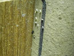 Image result for bed bugs eggs