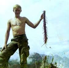 It is known to eat lizards , frogs , birds , mice , and even bats , catching them in midflight, 8 as well as rodents and spiders. Best 30 Amazonian Giant Centipede Fun On 9gag