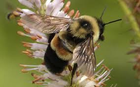 We did not find results for: Lawns To Legumes Cottonwood Soil And Water Conservation District