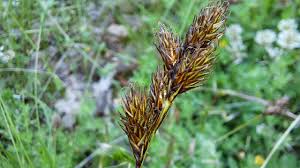 Image result for Carex leptosaccus