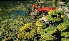 Un jardin japonais, tout comme les estampes chinoises puis japonaises à l'encre de chine, constitue un tableau harmonieux où chaque élément. Benoit Sculpte Les Plantes Du Plus Grand Jardin Japonais D Europe Angers Maville Com