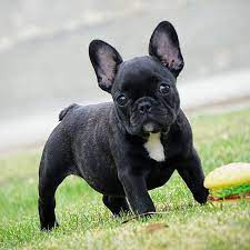 Black Brindle French Bulldog Puppy For Sale Micro Machine X French Bulldog Puppies Brindle French Bulldog Bulldog Puppies