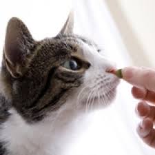 And, just like a family member being diagnosed with this disease, having a cat diagnosed with cancer can cause you to feel overwhelmed, afraid, and worried about your beloved pet. Feeding Cats With Cancer So They Are Strong Enough To Fight It Petmd