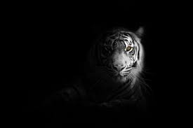 Design fantasy tigers pics for ecards, add fantasy tigers art to profiles and wall posts, customize photos for scrapbooking and more. Wallpaper Tiger Big Cat Predator Glance Shadow Black And White Hd Widescreen High Definition Fullscreen