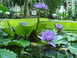 Michael schwerdtfeger ist kustos des alten botanischen gartens, untere karspüle 2 in göttingen. Deutsches Primatenzentrum Leben In Gottingen