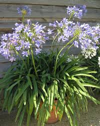 Schmucklilien Sudafrikanische Blutenschonheiten Schmucklilie Lilien Pflanzen Pflanzen