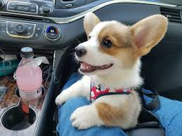 $300 to $800 depending on the quality that the breeder places on the purebred parents. How Much Do Corgis Cost In Australia
