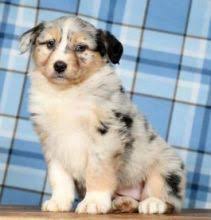 Come see our australian shepherd puppies & other puppies for sale today. Brantford Australian Shepherd Dogs Puppies For Sale Classifieds At Eclassifieds 4u