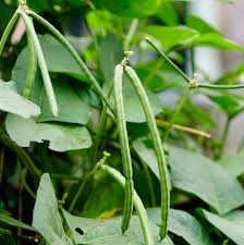 Image result for Vigna unguiculata