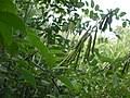 Image result for Indigofera ischnoclada