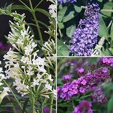 Buddleia Butterfly Bush Blue Pink White Flower Potted Patio Plant Collection Set Butterflybush Custom White Flower Pot Plants Butterfly Bush