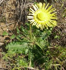 Image result for Berkheya carlinopsis