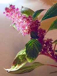 Image result for Amaranthus hybridus