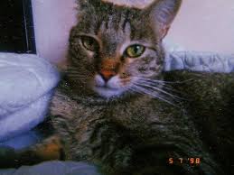 Catilardan Dusmekte Kediler Kediler Kedilerrr Kedi