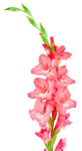 Gladiolo Flor Flores PNG ,dibujos Verano, Planta, Gladiolo PNG Imagen para  Descarga Gratuita | Pngtree