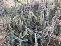 Image result for Pleopeltis