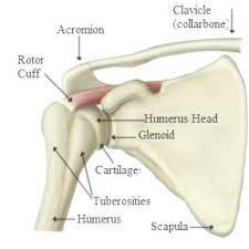 Ac joint is a diathrodial joint with a fibrocartilaginous disk. Shoulder Joint Bones Courtesy Orthopedic Surgery Book Download Scientific Diagram