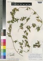 Image result for Tragia brevipes