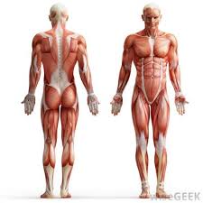 Muscles found in the deep group include the spinotransversales, erector spinae (composed of the as the name of the muscle implies, the primary function of the levator scapulae is to raise the scapula. Name The Muscles Sports Quiz Quizizz