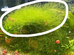 Image result for Utricularia gibba