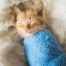 Kết quả hình ảnh cho ảnh mèo 600x600