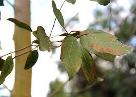 Eucalyptus Brookeriana Oktober 2018 Pflanzen Pflanzenblatter Gewachs