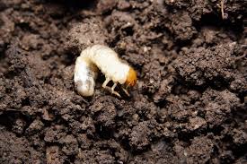 Check spelling or type a new query. How To Get Rid Of Lawn Grubs Trugreen